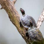 畅享七七影视大全官网在线观看,海量影视资源一网打尽 gz1o0y0d61