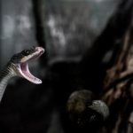 秘密研究所唐诗宋词最新版本:探索古典诗词的现代解读与创新应用 j70u4unrp