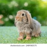 第一版主书源:探索古籍珍藏与现代阅读的完美结合 l1q9w