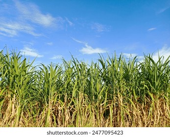 畅享《忍者神龟：变异狂潮》在线流媒体观看体验